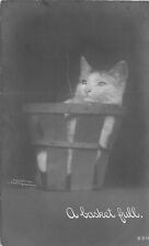 Postcard RPPC C-1910 Cat Basket Rotograph undivided 23-7436 picture
