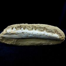 Nice authentic Halisaurus arambourgi mosasaur jaw ( Right )jaw with seven teeth picture