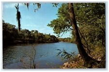 c1950's Pollution Free River, The Suwannee River Branford FL Vintage Postcard picture