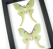 Framed Luna Moths Actias luna rubromarginata Pair Great Colors Classic Black picture