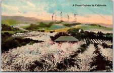 1915 A Prune Orchard In California CA Farm Agricultural Land Posted Postcard picture