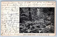 Pre-1906 MOUNTAIN LAKE PARK MARYLAND MD FERNS BOILING SPRINGS ANTIQUE POSTCARD picture