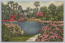 Postcard Winding Path Among Azaleas Florida Cypress Gardens Unposted Linen picture