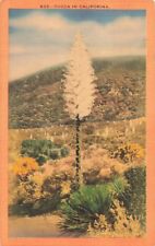 Los Angeles CA California, Yucca Plant, Spanish Dagger, Vintage Postcard picture