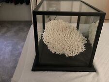 Gorgeous Authentic White Coral Specimen (Large) picture