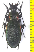 Carabidae, Carabus (Megodont.) vietinghoffi bowringi male A1, Russia (Far East) picture