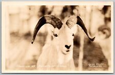 Mountain Sheep 1930s RPPC Real Photo Postcard Cann Studio Fairbanks Alaska picture