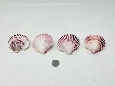 Vintage Real Sea Shell Rings, Set of 4 Ocean City NJ Drift In and Sea Beach  picture