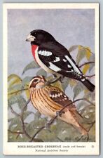 Audubon Society   Rose-Breasted Grosbeak  Postcard picture