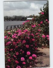 Postcard Cascade of Antique Roses New Roads Louisiana USA picture