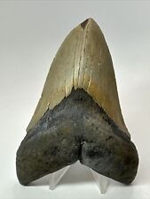 Megalodon Shark Tooth 5.17” Thick - Lower Jaw - Real Fossil 18205 picture