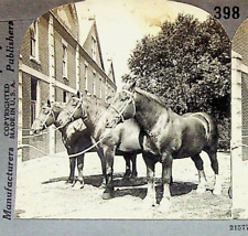 1916 World Champion Belgian Draft Horse Photograph Keystone Stereoview Card picture