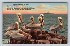 FL-Florida, Florida Pelicans at Rest, Antique Vintage Souvenir Postcard picture