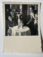 1940s Little DOG Sitting on round Table Man and Woman Vintage Snapshot Photo picture