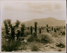 GA43 Original Photo CHOLLA CACTUS Furry Desert Plant Southwestern Landscape picture