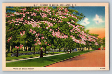 Postcard Mimosas In Bloom Morganton North Carolina Linen Unposted picture