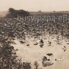 Vintage 1900s RPPC Lilies Growing Field Water Amana Colonies Iowa Postcard picture