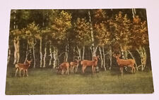 Deer Postcard Rockies Aspen Trees picture