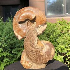 4690G TOP Natural Beautiful ammonite fossil conch Crystal specimen healing 1190 picture