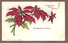 Poinsettia, greetings from Southern California 1906 picture