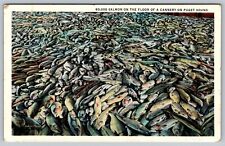 60,000 Salmon Cannery Puget Sound Vintage Post Card - C4 picture