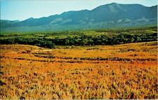 Verde Valley Spring Flowers Black Hills Roben Sedona Arizona Postcard Vintage picture