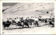 RPPC Deer Feeding Ground, Gunnison CO by Robert Walker Vintage Postcard V77 picture