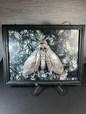Skeleton Framed Moth Metallic Wall Hanging picture