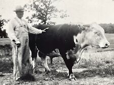 XD Photograph Old Fat Farmer With Cane Pets Large Cow Heifer Overalls 1940-50s picture