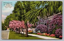 St Petersburg FL Bougainvillaea Vine c1944 Florida Postcard Vtg E4 picture