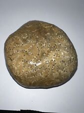 Halysites Chain Coral Fossil Amazing Detail 21.73 Oz Lake Michigan Rock - S19 picture