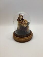 Vintage Metamorpha Elissa Butterfly Floral Terrarium Dome Cloche Taxidermy  picture