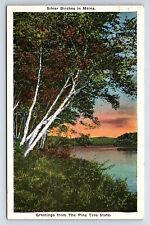 Postcard Greetings from the Pine Tree State, Silver Birch Trees in Maine ME picture