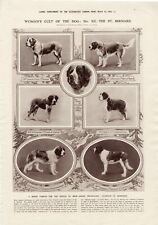 Womans Cult of The Dog Saint Bernard Dogs Antique 1913 London News Dog Print b14 picture