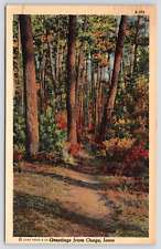 Postcard - Greetings from Osage, Iowa - Forest Scene - Posted in 1943 (E8) picture
