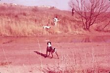 Red Hue Men Hunting with Dogs Pointing Texas February 1959 Vintage 35mm Slide picture