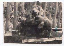 1930s Dachshund Dog Funny pet Cute puppy Three on bench Germany antique photo picture