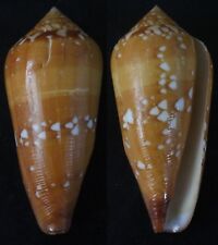 Seashells Conus crocatus HUGE 69mm F++ deep water marine specimen ultra special picture