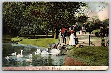 Chicago IL-Illinois, Lincoln Park, Water Fowls, Antique, Vintage 1907 Postcard picture