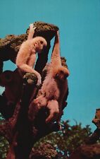 Postcard FL South of Miami Monkey Jungle Gibbon Apes Chrome Vintage PC e1968 picture