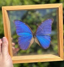 Vintage framed butterfly taxidermy Picture 8x8 Inches picture