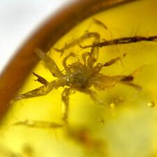 Baltic Amber Spider Inclusion with 4x Magnifying Case picture