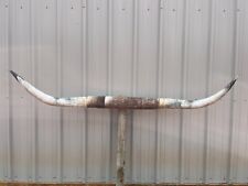 HUGE MOUNTED STEER HORNS 7 feet 8 inch wide LONGHORN POLISHED MOUNT BULL COW picture