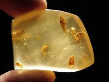 90 Million Year Old Termite Fossil in Polished Fossil AMBER Colombia 10.55gr picture