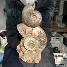 6.16LB Large natural and beautiful ammonite fossils and conch crystal specimens picture
