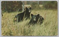 Animal~Pair of Black Bears In Grass~Vintage Postcard picture