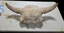 Large Prehistoric BISON Occidentalis (Buffalo) Skull As Seen In My Blog. picture