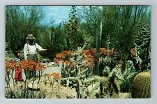 Phoenix AZ-Arizona, Desert Botanical Garden, Cactus, Vintage Postcard picture