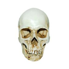 MagiDeal Lifesize 1:1 Human Skull Replica Resin Model Anatomical Medical...  picture