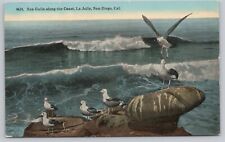 Postcard Sea Gulls along the Coast La Jolla, San Diego California picture